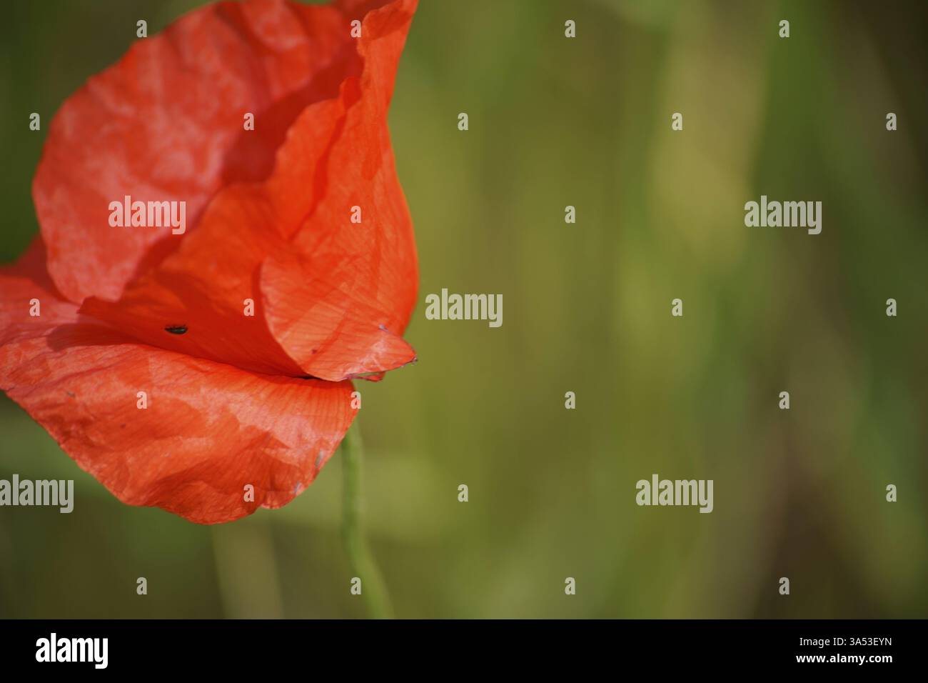 Un primo piano di un lucente fiore di papavero rosso nel vento. I petali sembrano un vestito fluido Foto Stock