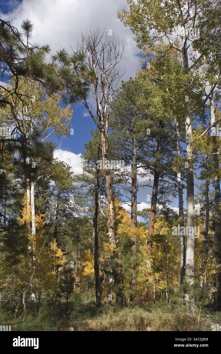 Nuvole scintillanti dal sole sopra il parco vicino al Grand Canyon negli Stati Uniti Foto Stock