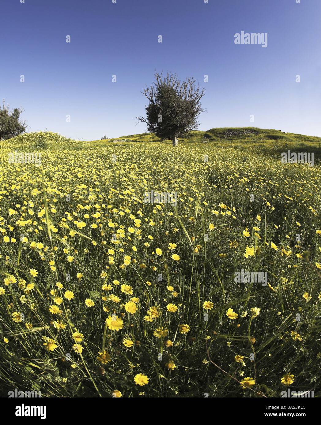 Campo verde in fiore con camomille e cespuglio Foto Stock