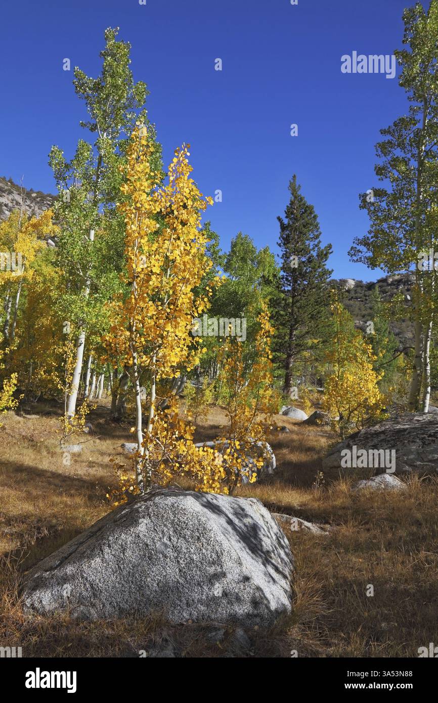 Paesaggio autunnale incredibilmente bello - alberi con fogliame colorato e grandi rocce - massi nell'erba gialla brillante Foto Stock