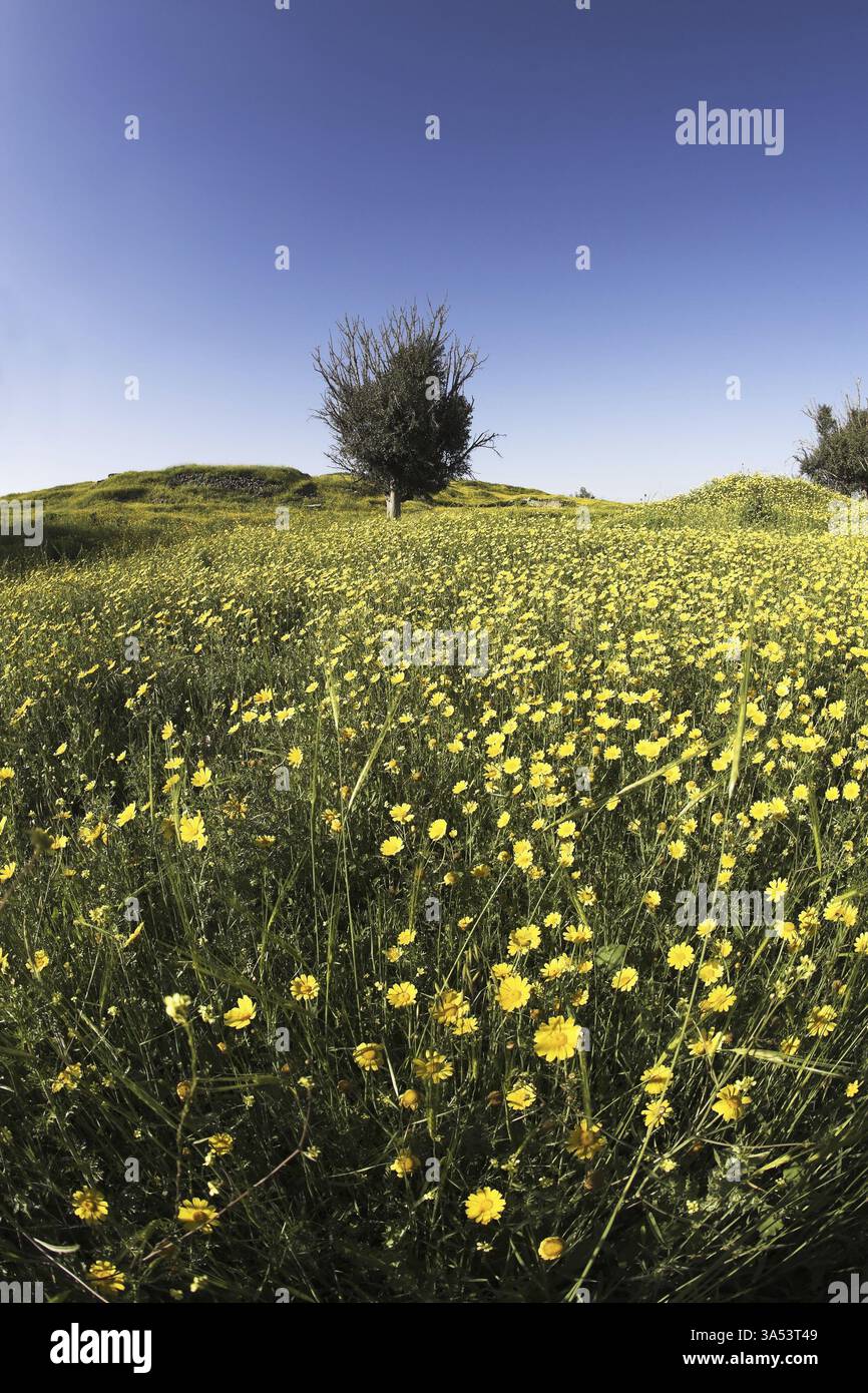 Campo verde in fiore con camomille e cespugli Foto Stock