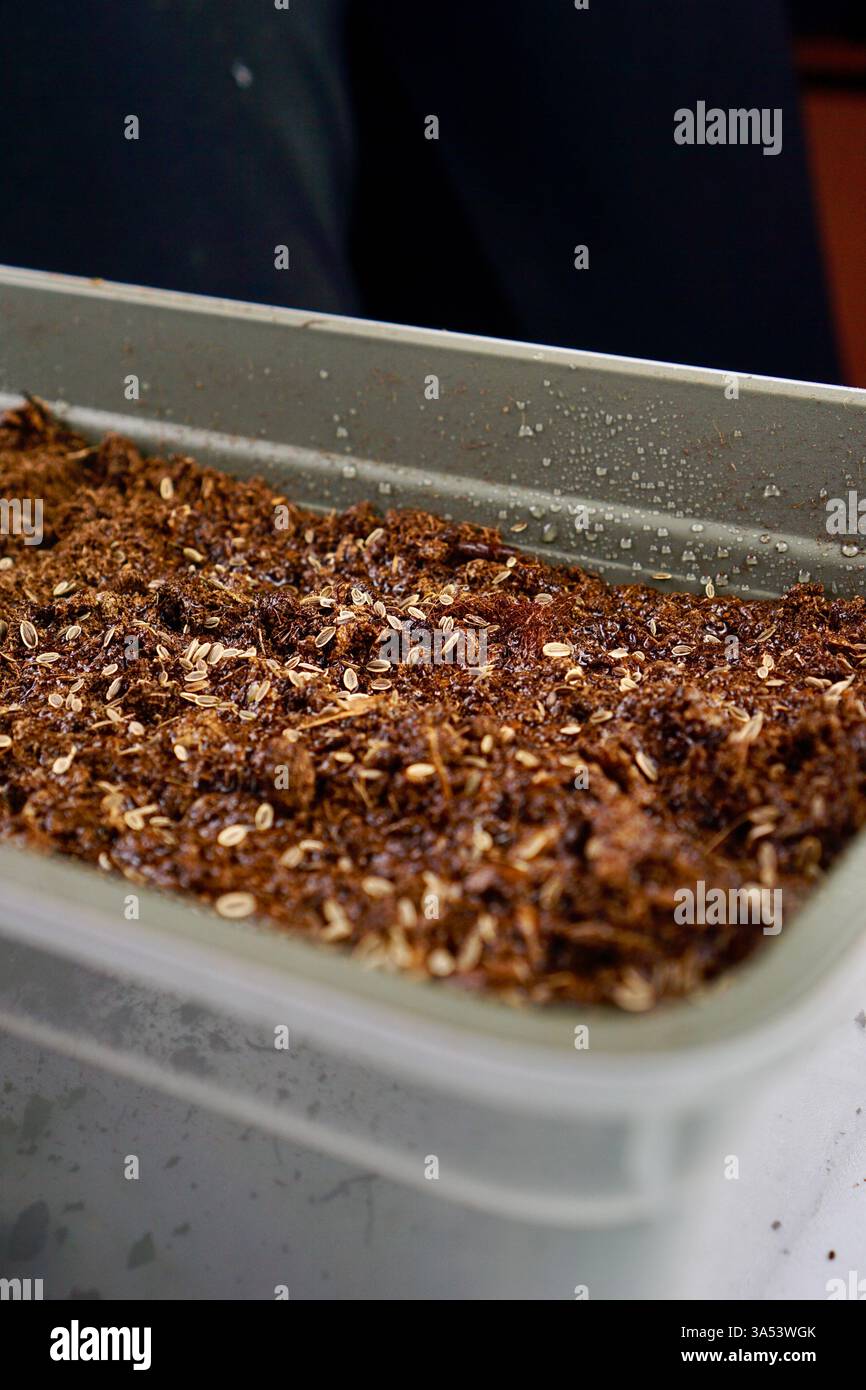 Una pentola di plastica riempita di terreno, con semi visibili sulla superficie, pronta per la semina. questa configurazione semplice enfatizza il giardinaggio domestico e il processo di avviamento delle piante in ambienti chiusi. L'immagine evidenzia un progetto di giardinaggio fai da te in cui gli individui possono coltivare le proprie erbe, verdure o fiori dai semi. è perfetto per i contenuti relativi al giardinaggio domestico, all'avviamento dei semi e alla cura delle piante da interno, riflettendo la tendenza crescente di pratiche di giardinaggio sostenibili e pratiche a casa. Foto Stock