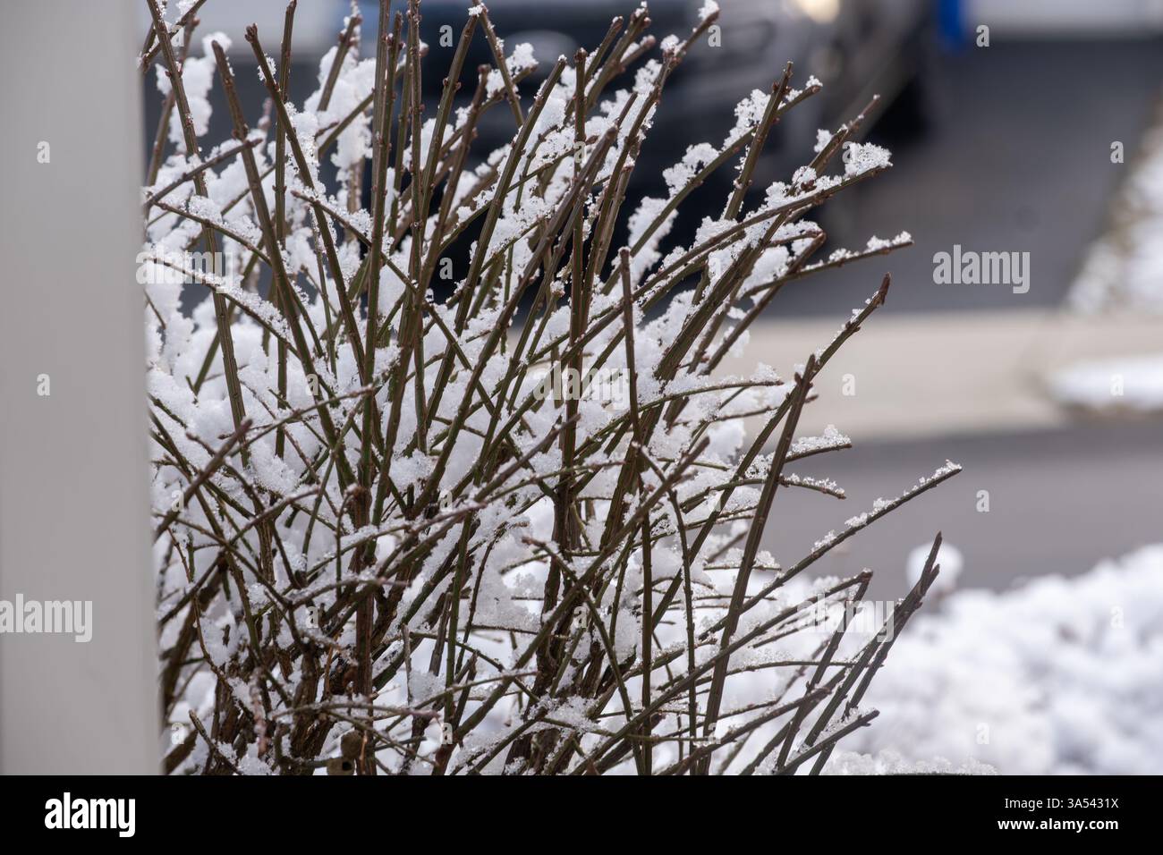 Rami spolverati di neve durante l'inverno con un'auto parcheggiata sullo sfondo. Foto Stock