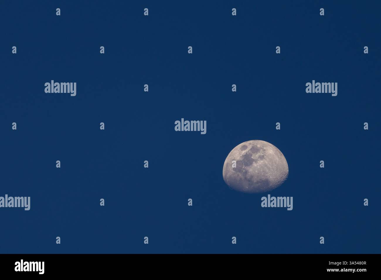 La luna sorge graziosamente nel cielo serale, circondata da una ricca tonalità blu scuro. Foto Stock