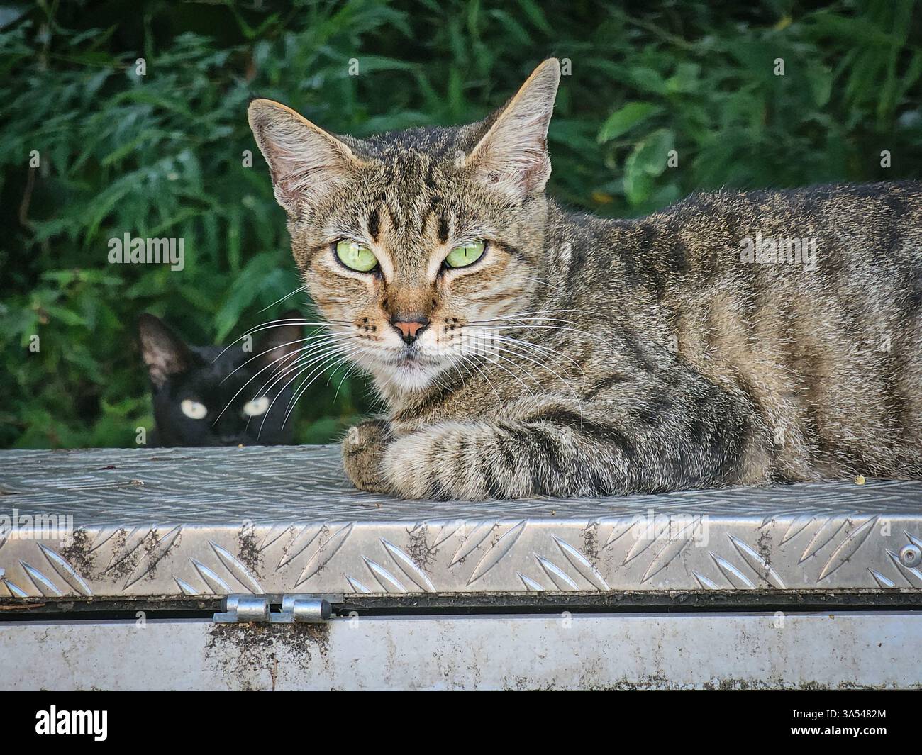 Tabby Cat disteso su una superficie metallica con Black Cat sullo sfondo Foto Stock