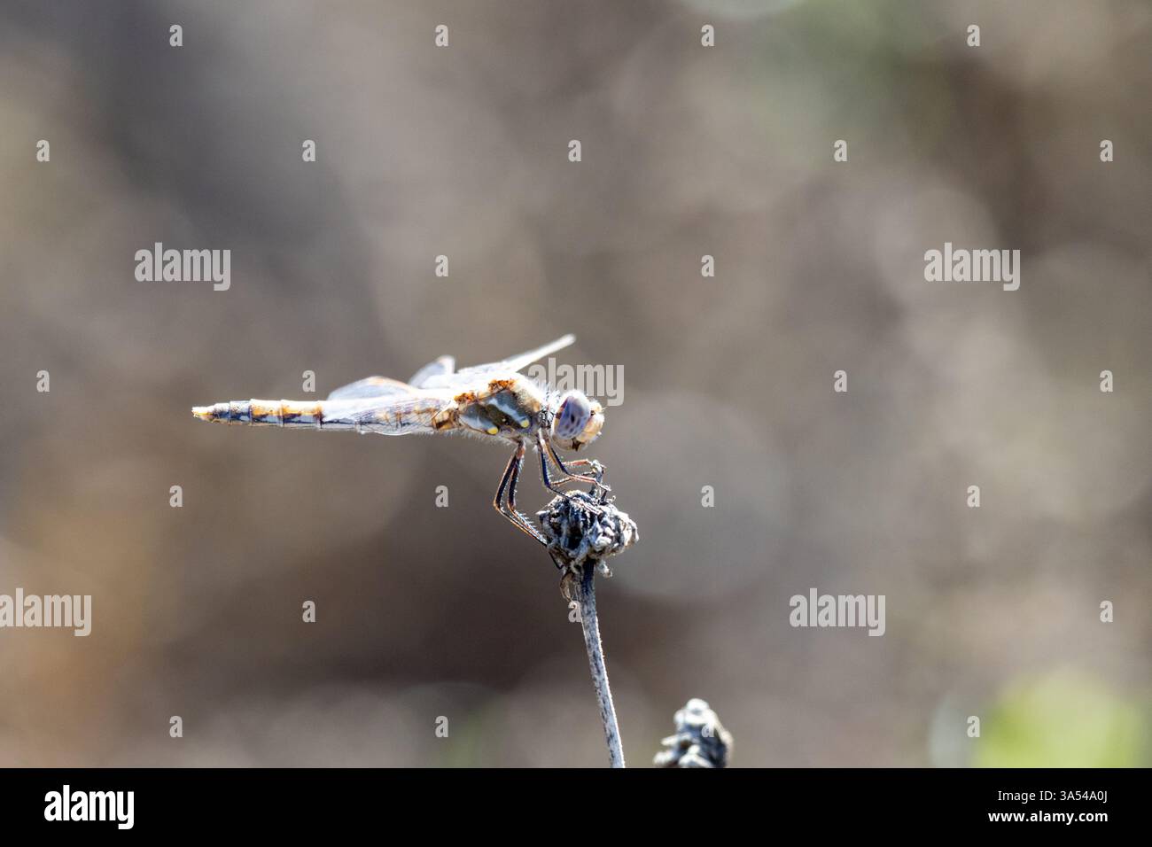 Dragonfly su un fiore Foto Stock