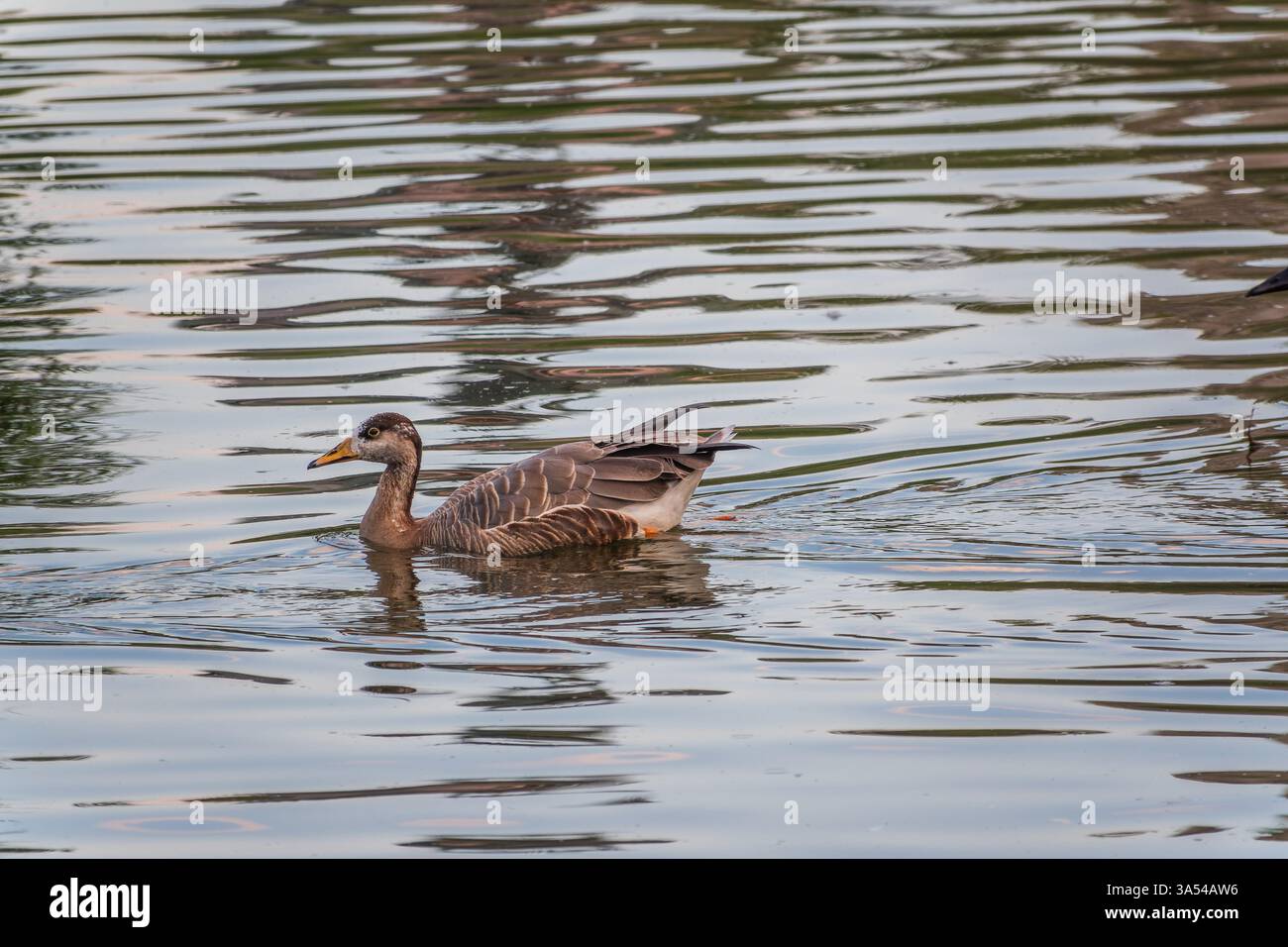 Swan Oca, Anser cygnoides, nuotando in acqua di lago. L'oca di Swan è un'oca grande con una gamma di allevamento naturale nella Mongolia interna, la Cina più settentrionale, A. Foto Stock