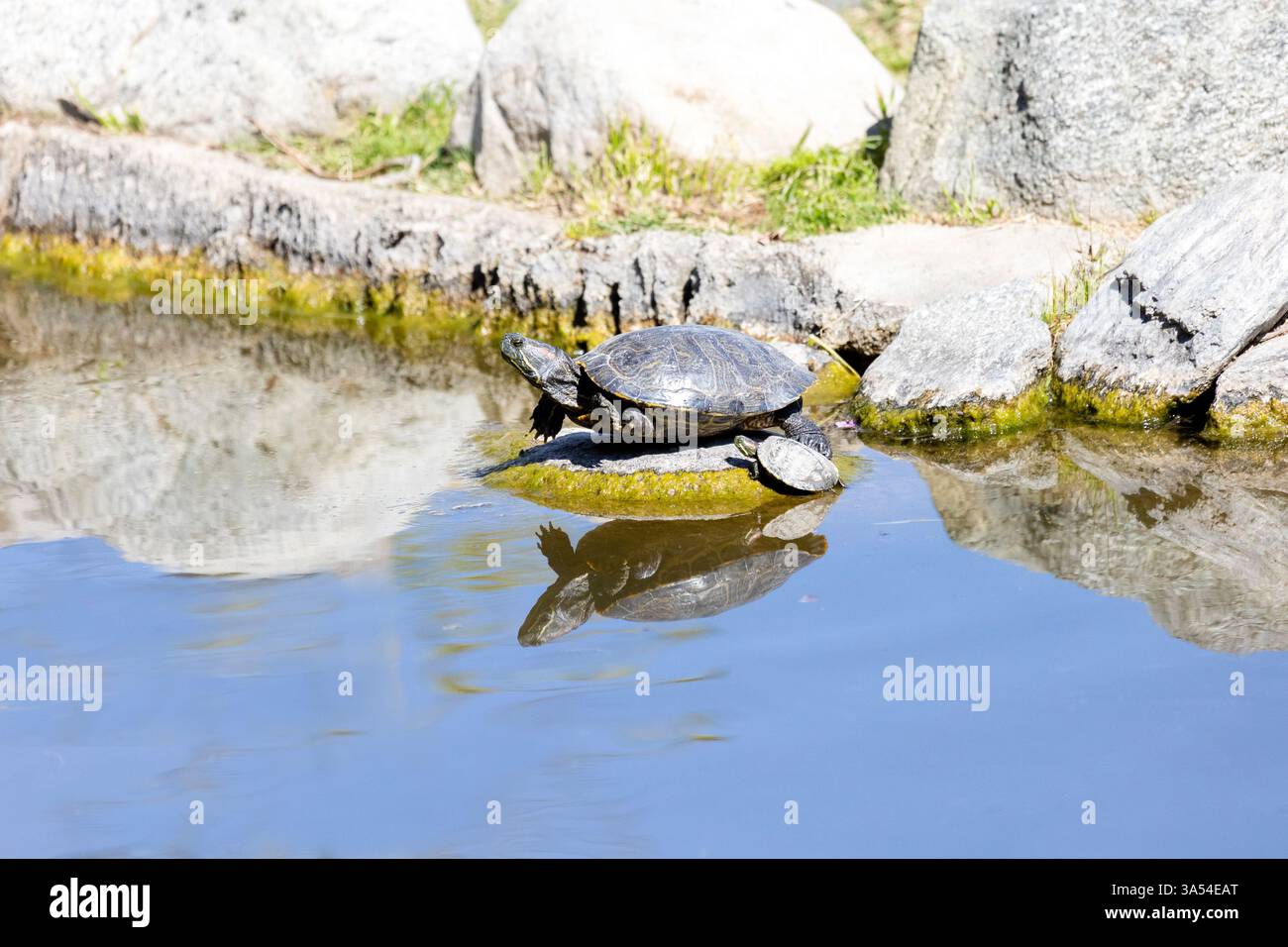 Tartaruga adulta e piccolissima su una roccia con riflessi in acqua Foto Stock