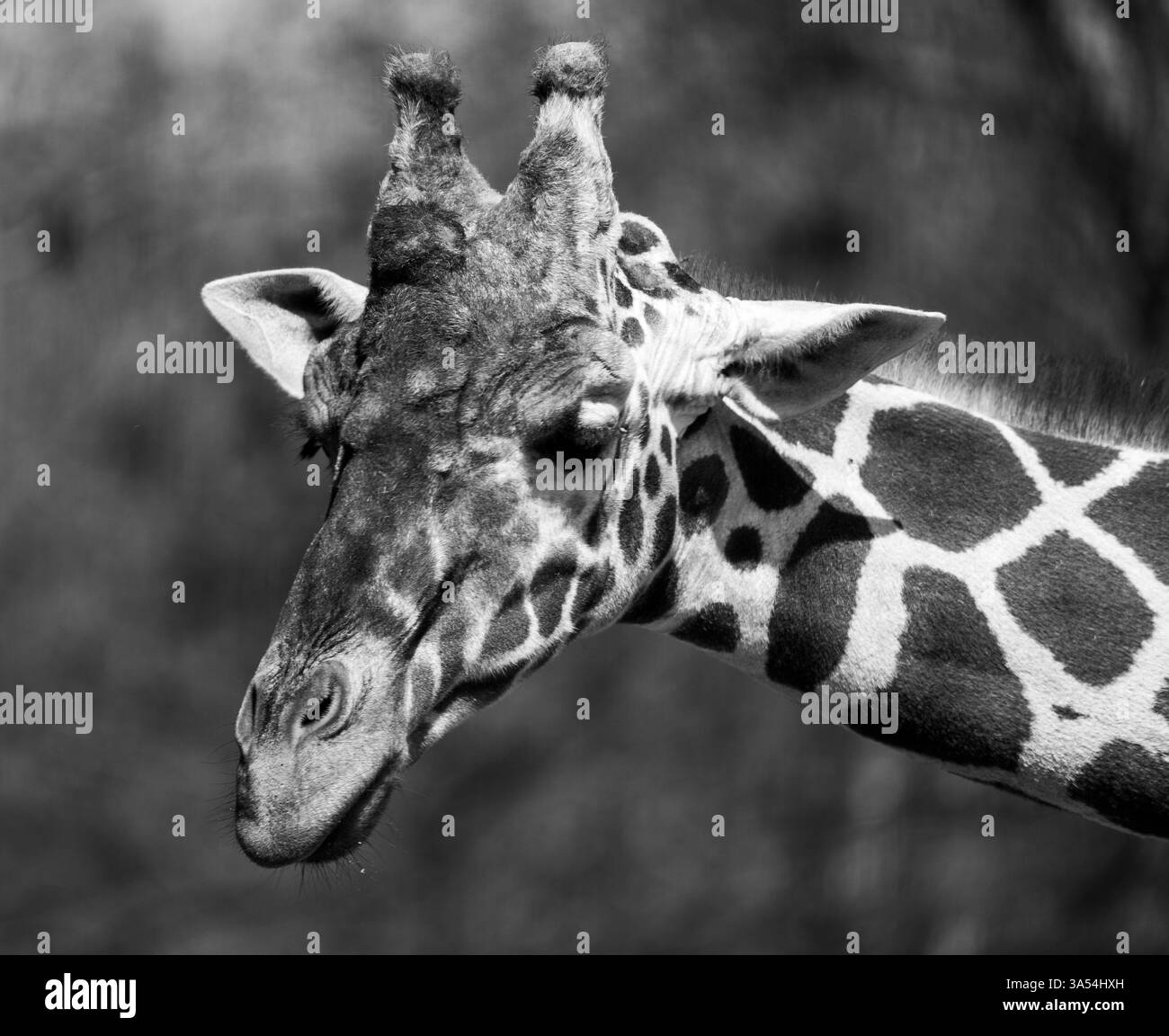 Sguardo aggraziato – Ritratto di giraffa in primo piano nello zoo Foto Stock