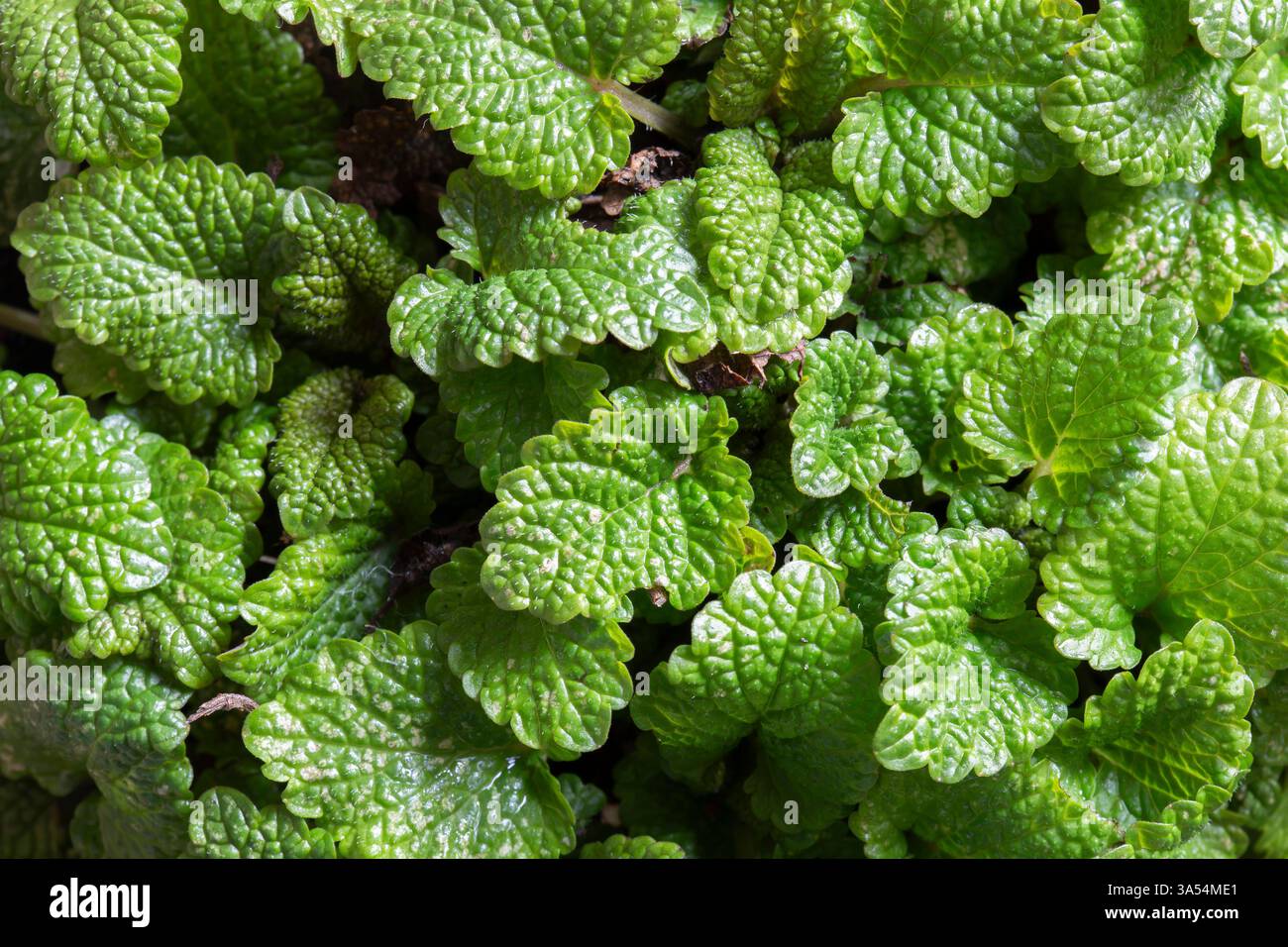 Primo piano di una pianta di balsamo al limone con foglie di sfondo. Concetto di pianta medicinale naturale a base di erbe. Foto Stock