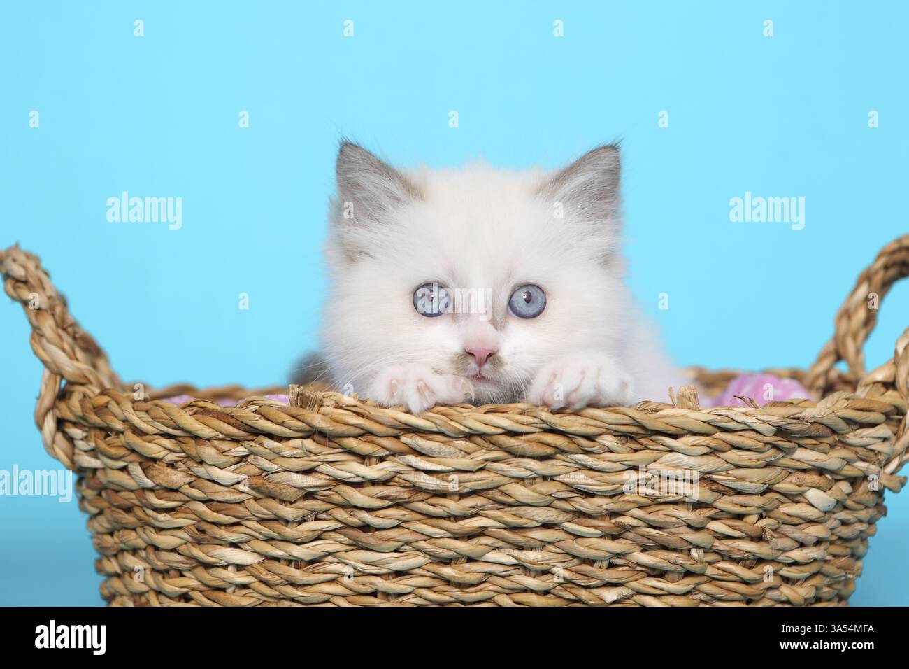Gattino di Ragdoll Foto Stock