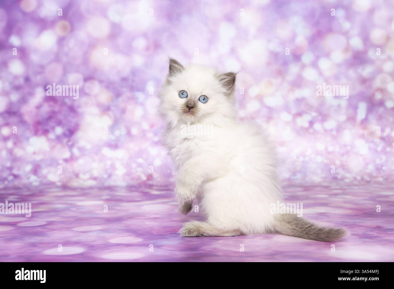 Gattino di Ragdoll Foto Stock