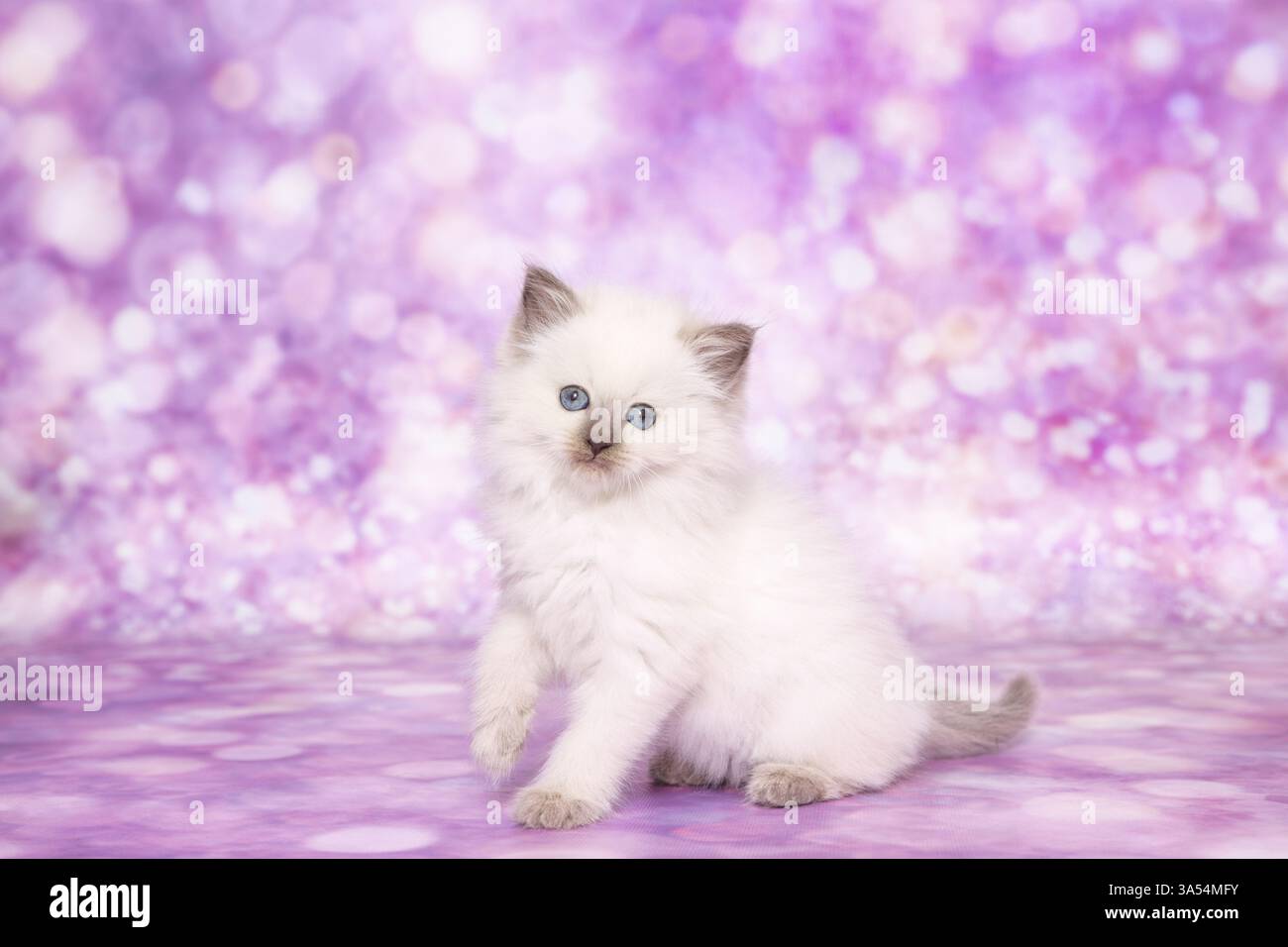 Gattino di Ragdoll Foto Stock