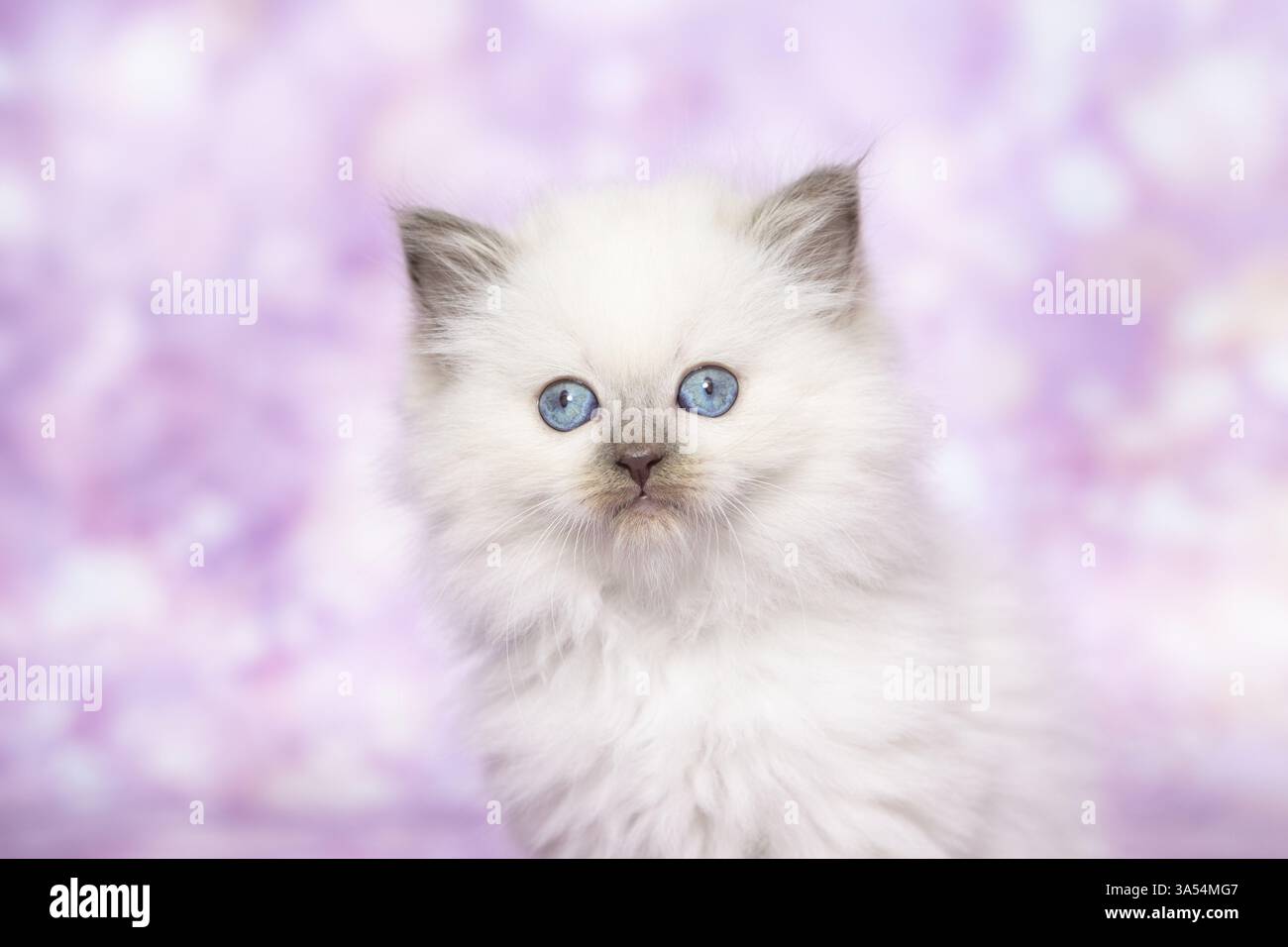 Gattino di Ragdoll Foto Stock