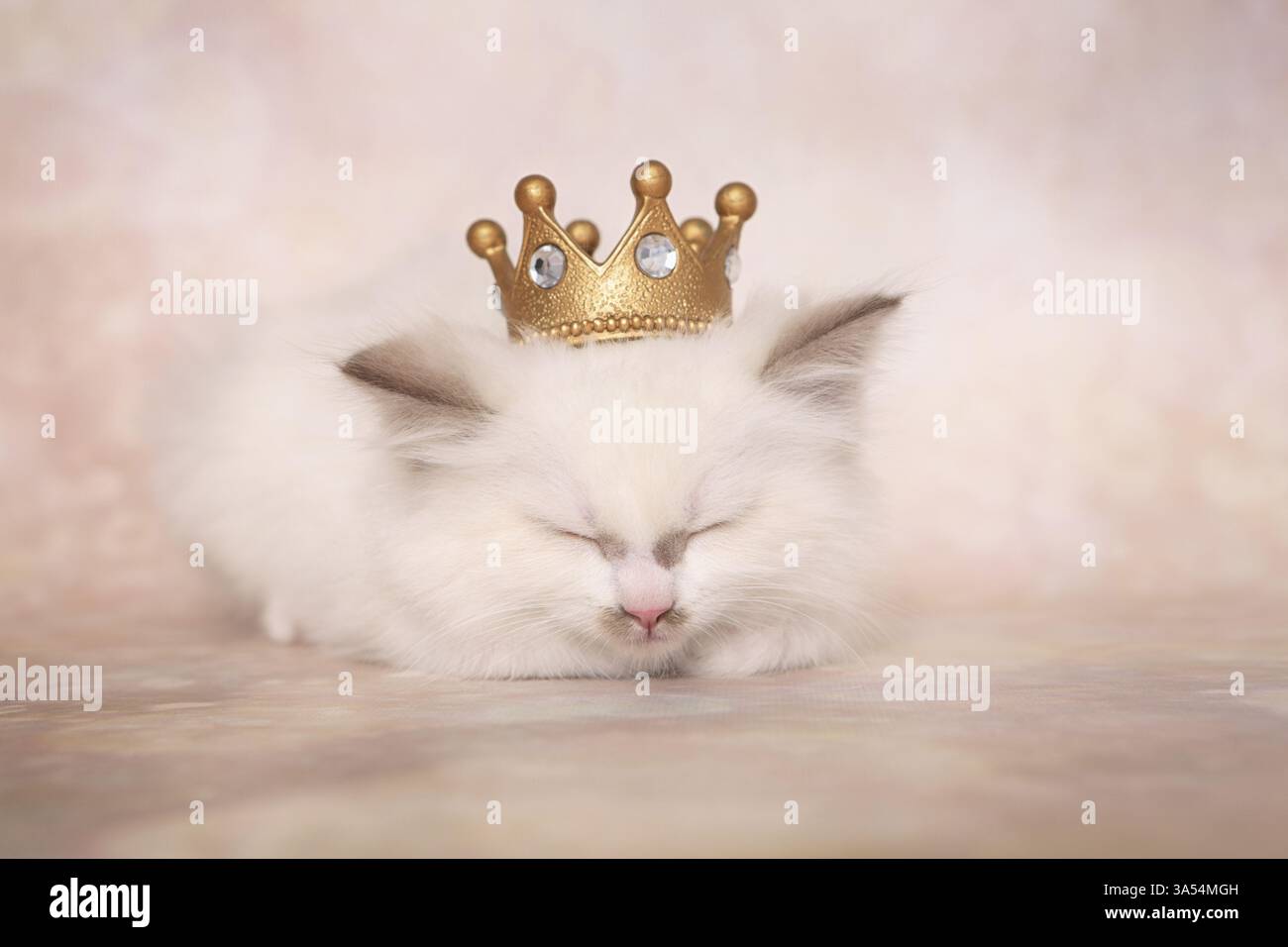Gattino di Ragdoll Foto Stock
