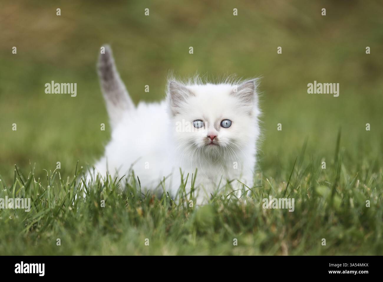Gattino di Ragdoll Foto Stock