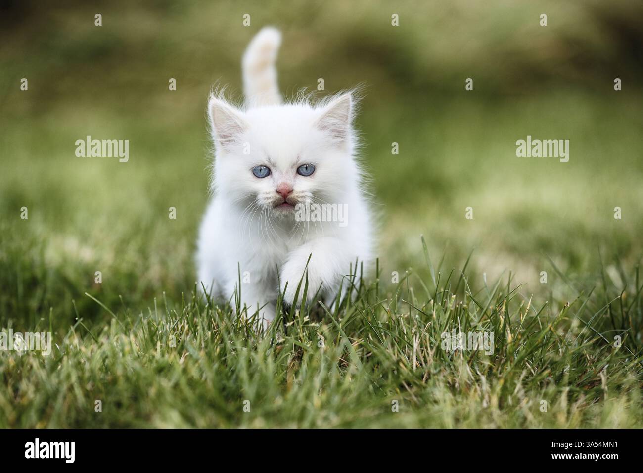 Gattino di Ragdoll Foto Stock