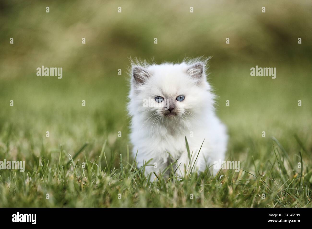 Gattino di Ragdoll Foto Stock