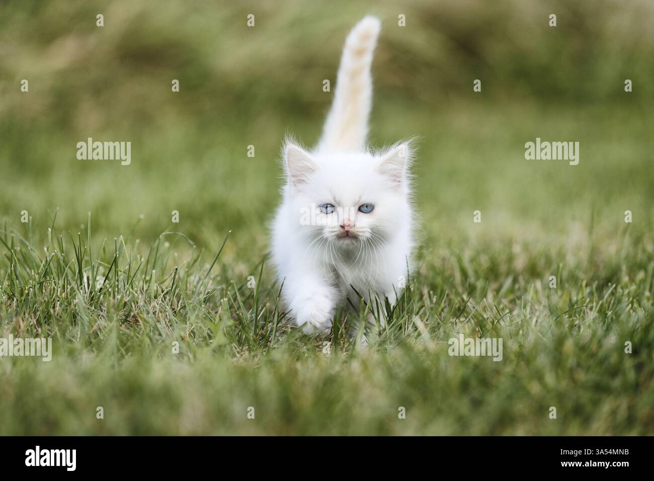 Gattino di Ragdoll Foto Stock