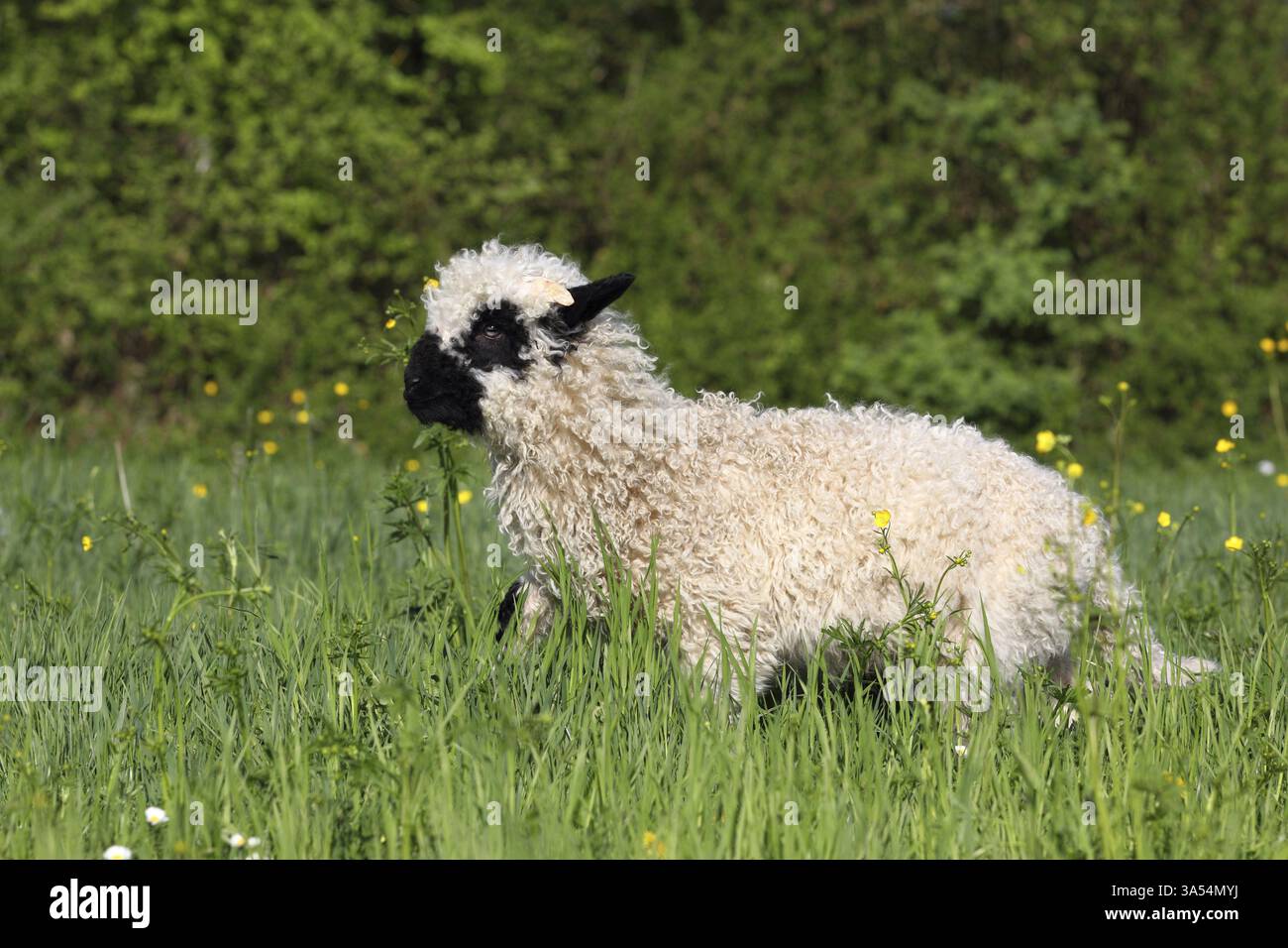 Vallese Blacknose agnello Foto Stock
