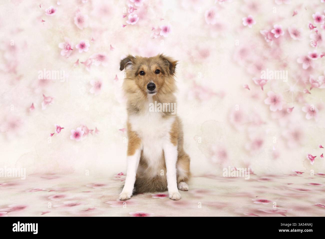 Sheltie Foto Stock
