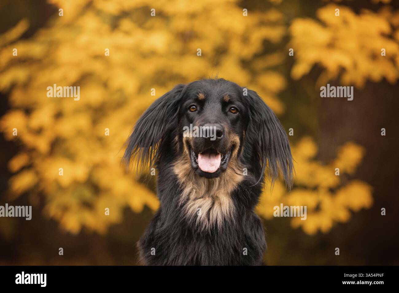 Hovawart Foto Stock
