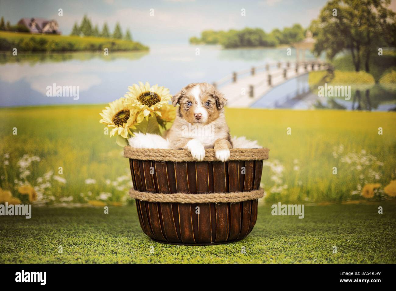 Pastore australiano cucciolo Foto Stock