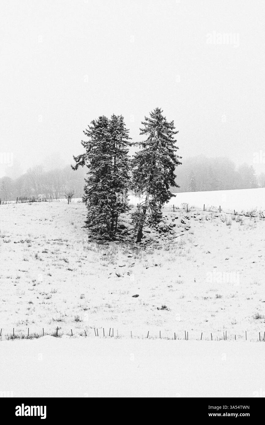 un gruppo di alberi di abete rosso su un pascolo in inverno Foto Stock