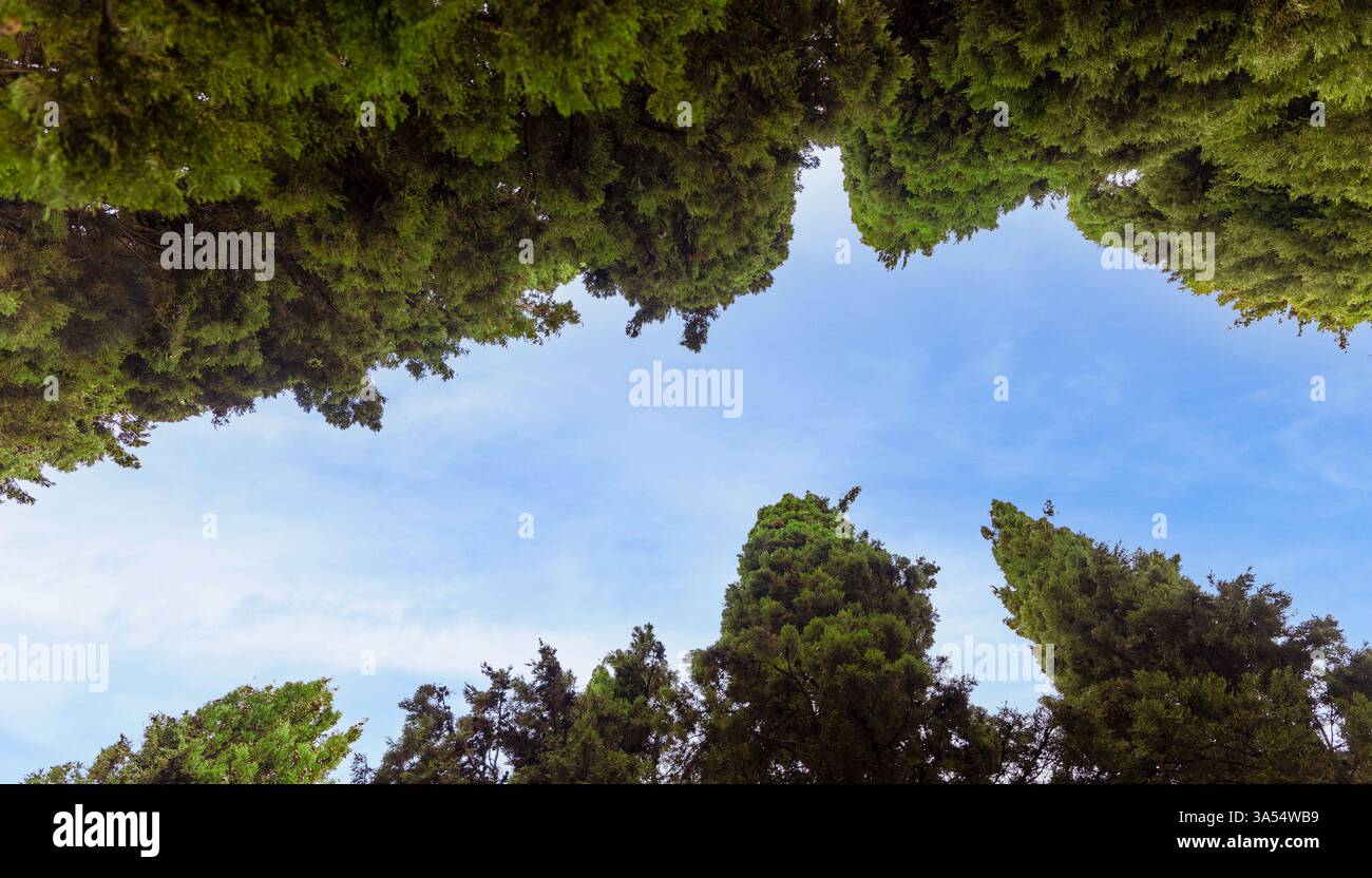 file di cipressi si innalzano verso un cielo blu. Gli alberi sono alti e verdi, e il cielo è luminoso e limpido. Concetto di pace e tranquillità, come il Foto Stock