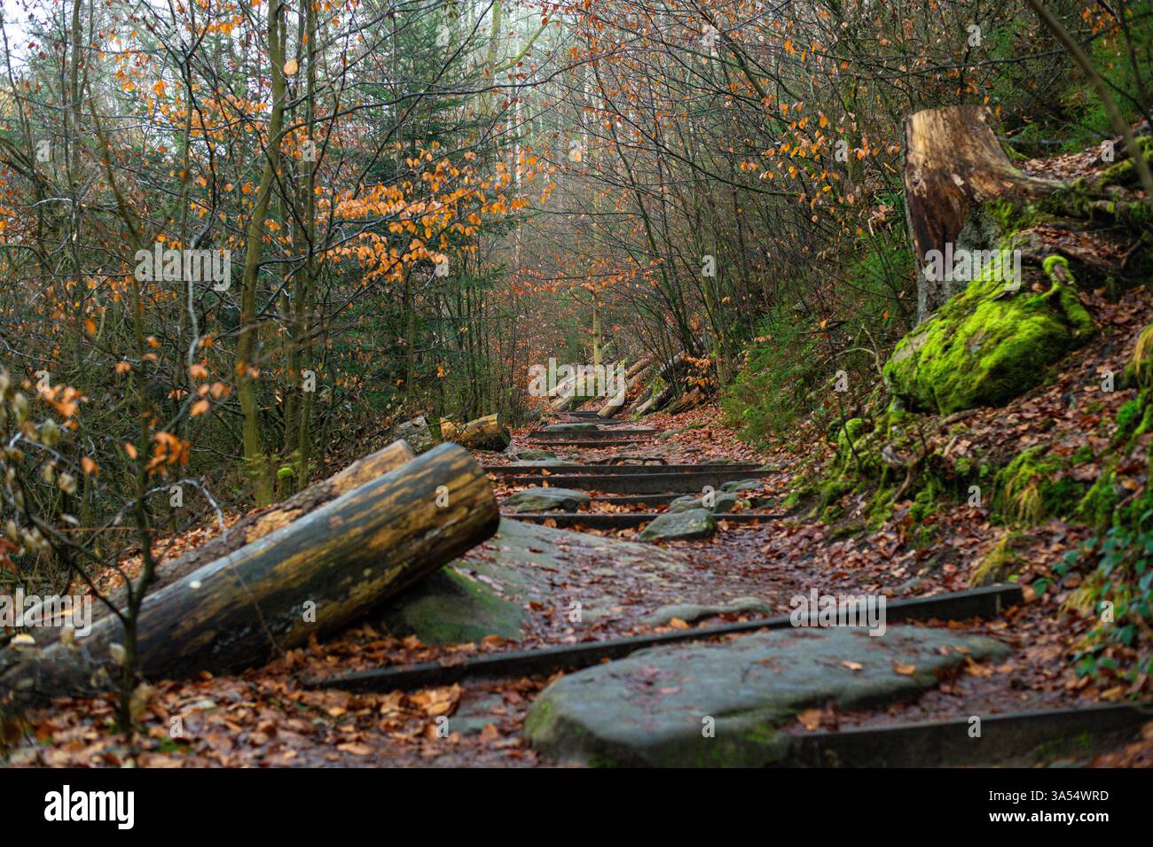 Paesaggio panoramico all'ingresso della foresta con rocce colorate e scalini in pietra. Scena perfetta d'autunno a Dresen, Germania. Foto Stock Paesaggio panoramico all'ingresso della foresta con rocce colorate e scalini in pietra. Scena perfetta d'autunno a Dresen, Germania. Foto Stock