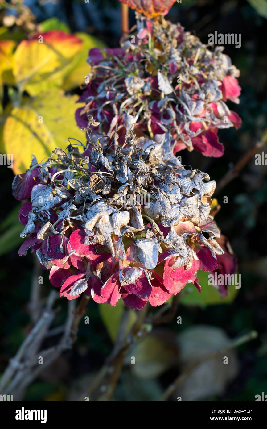 Primo piano di un ramo con ortensie secche in inverno. Alcuni petali mantengono ancora una tonalità rossastro, mentre il resto è completamente appassito. Sullo sfondo, Foto Stock