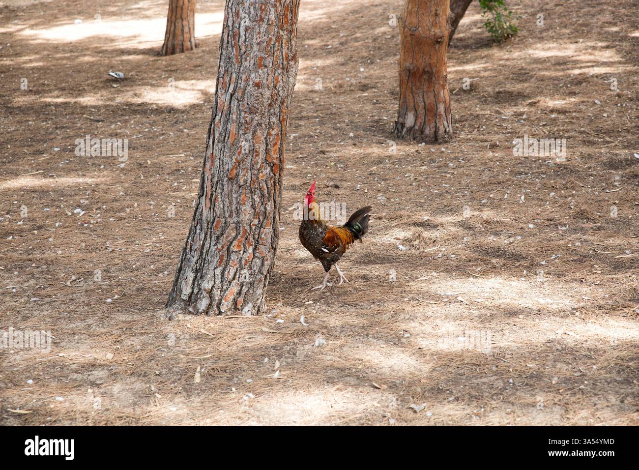 Un gallo dalle piume colorate cammina graziosamente tra gli alberi in una foresta asciutta, esplorando i suoi dintorni. La luce del sole crea delle ombre sulla foglia di cocco Foto Stock