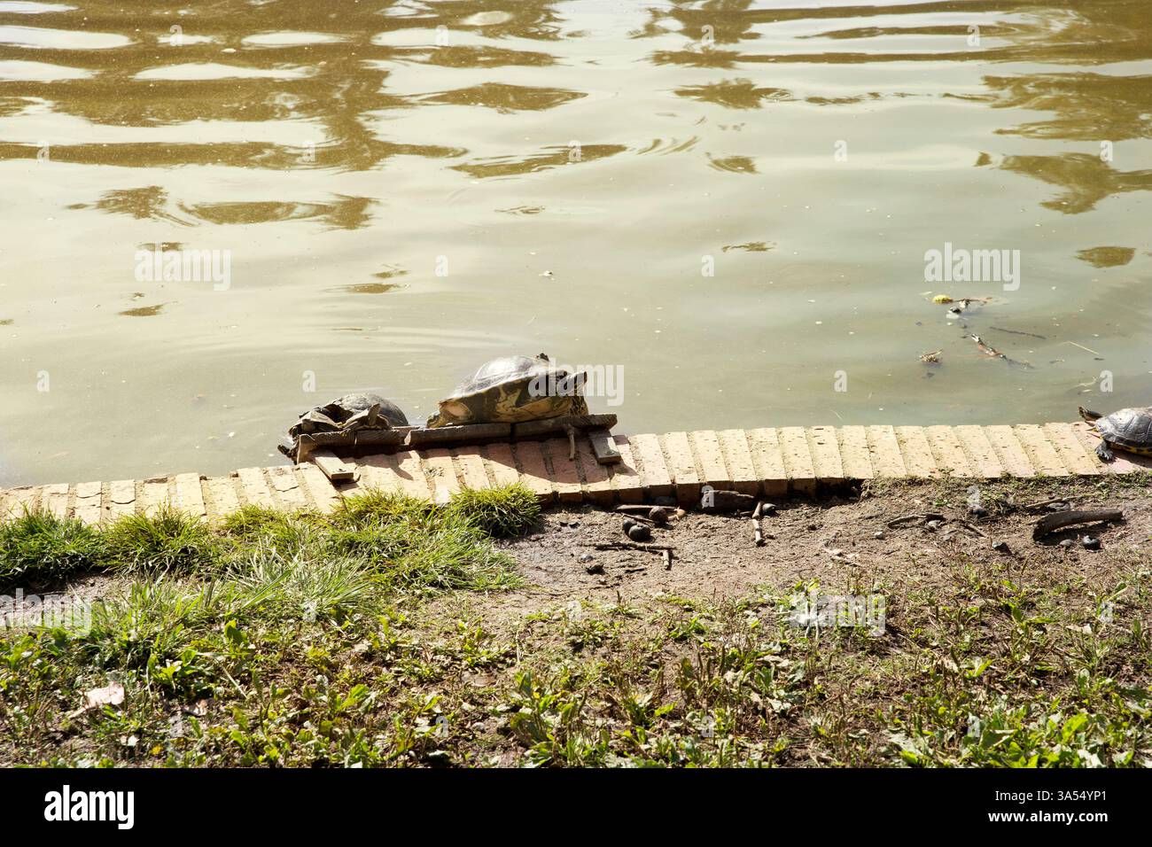 Due tartarughe riposano su una piattaforma di mattoni accanto a uno stagno, godendosi la luce del sole. I riflessi d'acqua e la vegetazione creano un ambiente naturale tranquillo Foto Stock