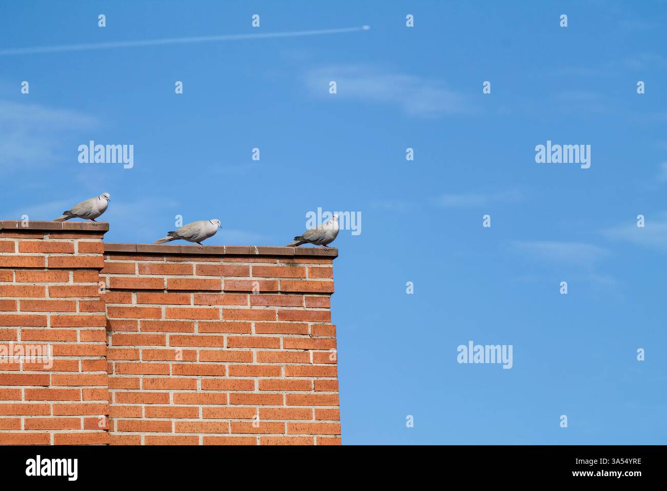 Tre colombe eurasiatiche con colletto arroccate su un muro di mattoni sotto un cielo azzurro. L'immagine trasmette pace e libertà, con uno sfondo pulito che esalta Foto Stock
