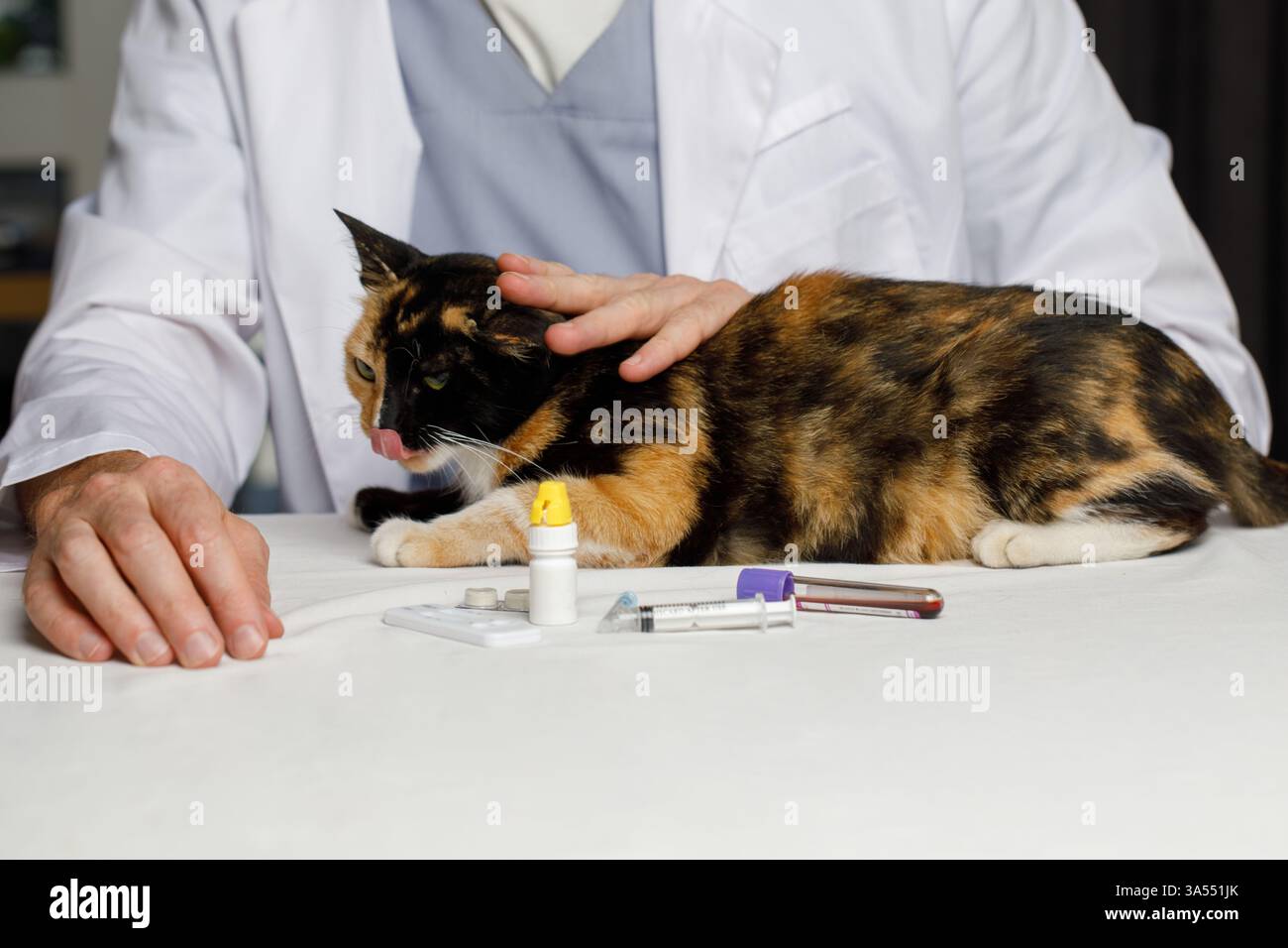 Gatto carino che viene esaminato da un medico. Concetto veterinario. Clinica veterinaria, cura veterinaria, ospedale animale indoor. Controllo e vaccinazione degli animali domestici Foto Stock