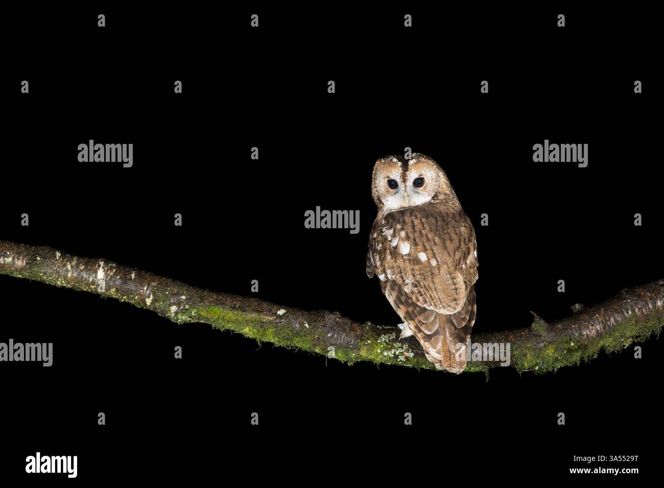 Tawny Owl, Dumfire & Galloway, Scozia Foto Stock