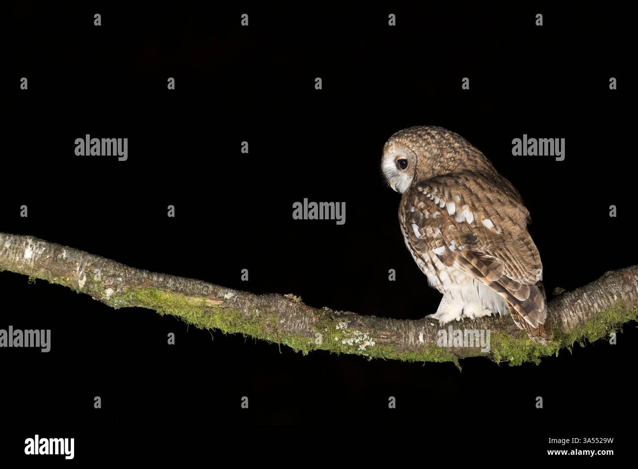 Tawny Owl, Dumfire & Galloway, Scozia Foto Stock