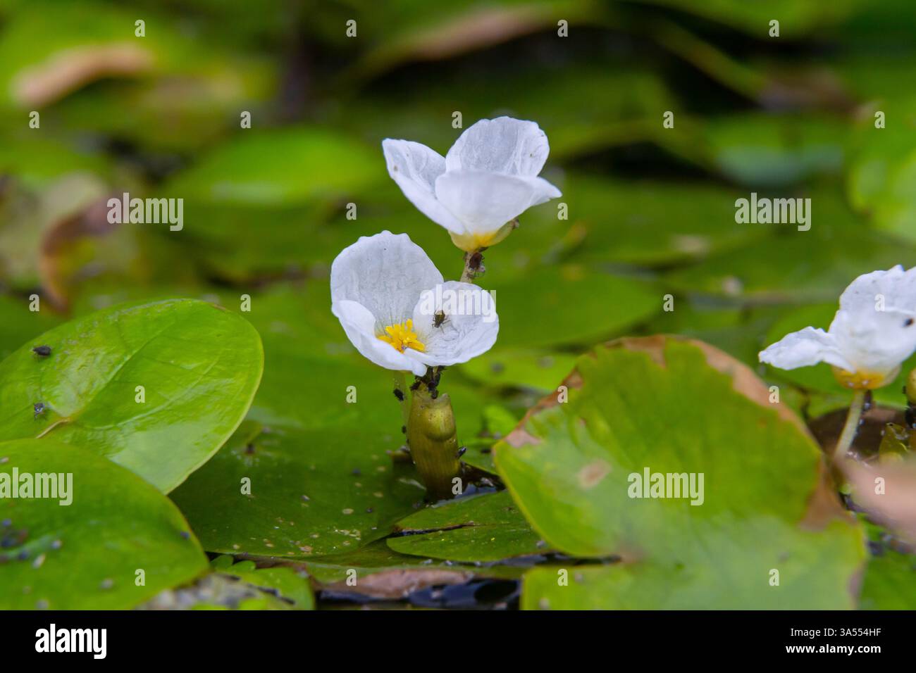 Il genere Hydrocharis morsus-ranae, è una pianta fiorente appartenente alla famiglia delle Hydrocharitaceae. E' un piccolo piano galleggiante Foto Stock