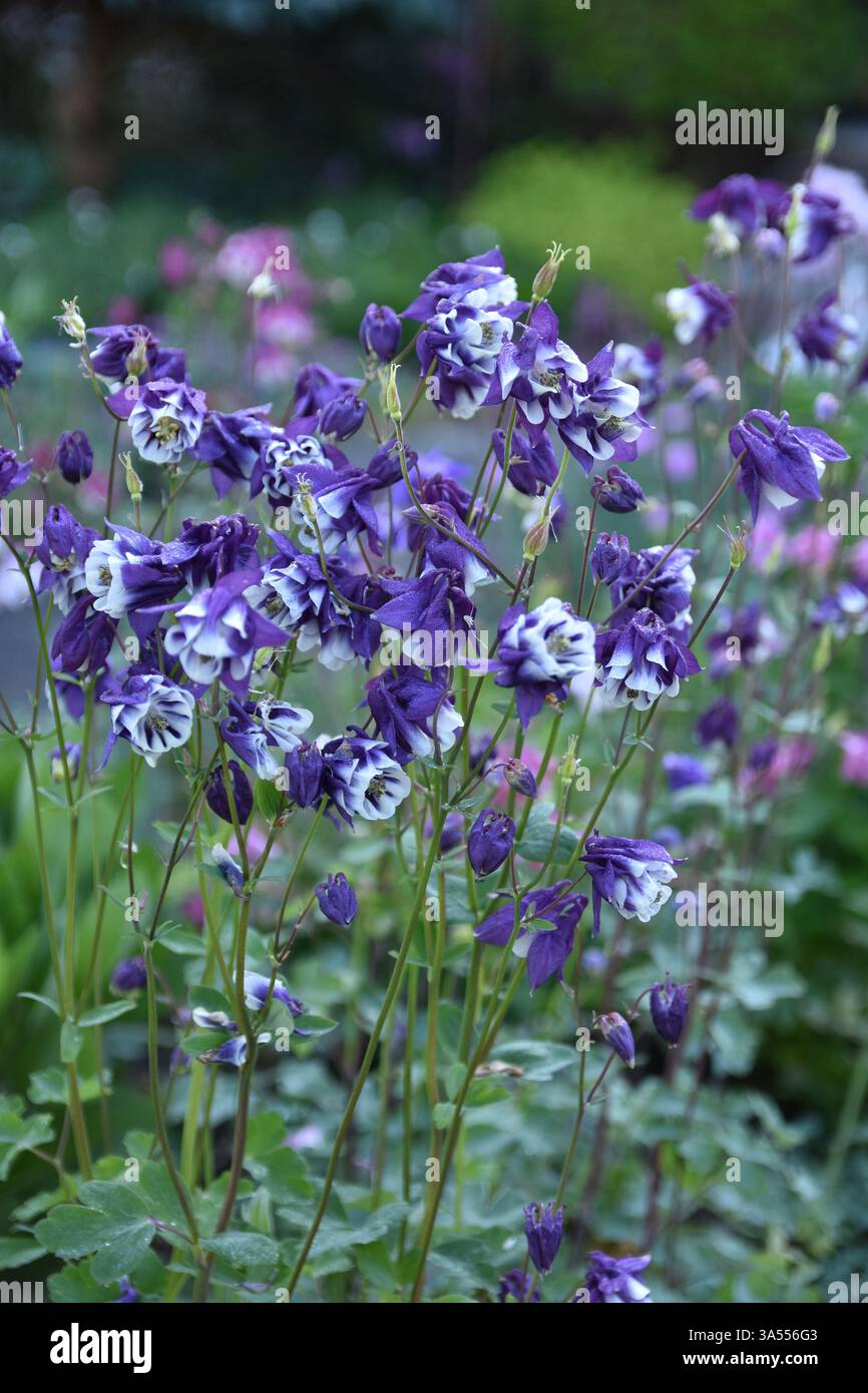 Giardino in primavera, fiori, verde, vita, natura Foto Stock