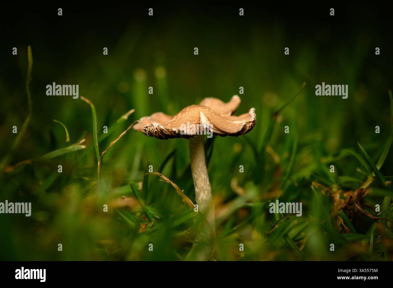 I funghi delicati si stagliano alti tra le lame verdi vivaci, mentre la luce serale ammorbidisce il paesaggio circostante. Foto Stock