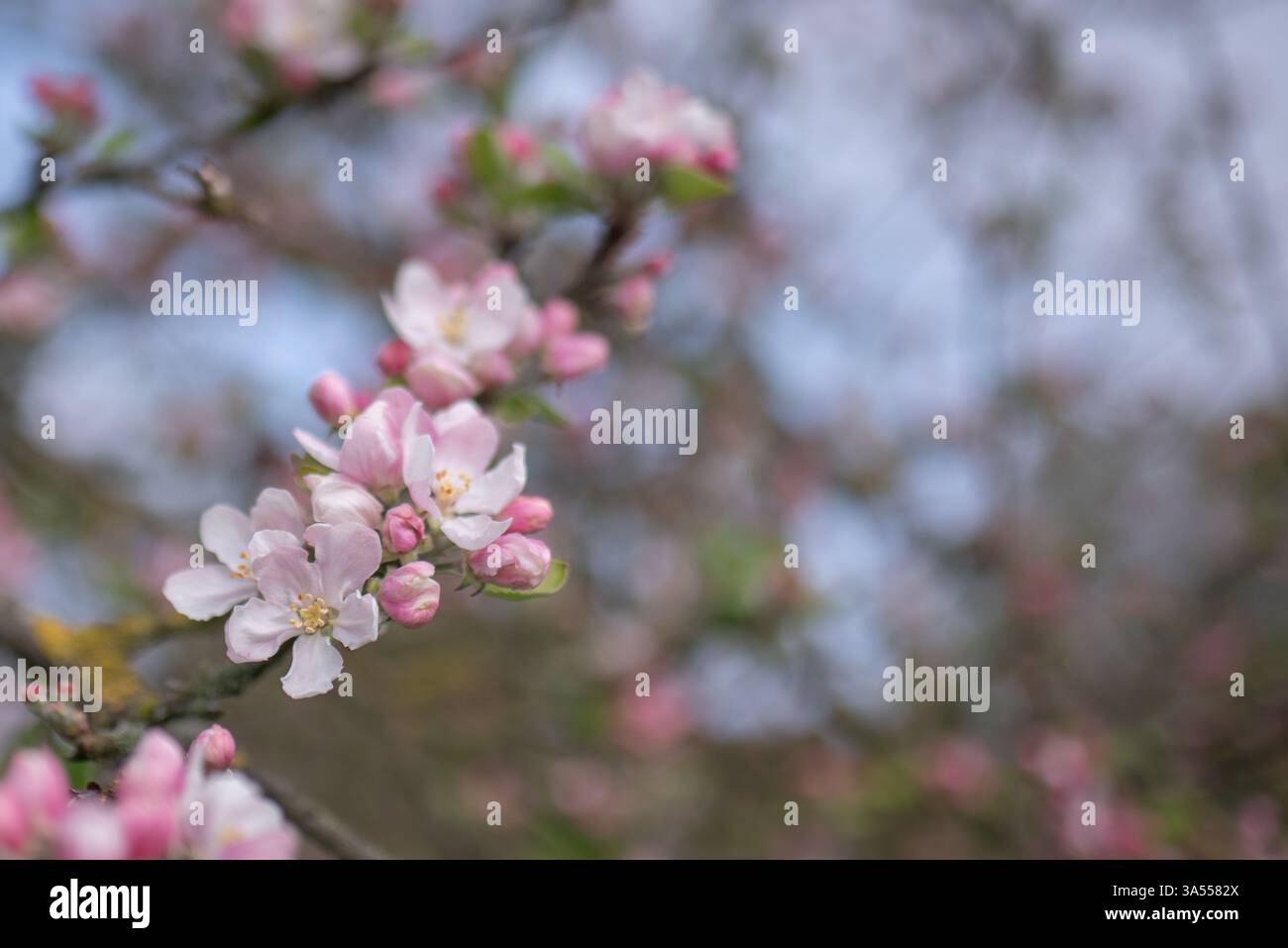 Fiori rosa su un melo Foto Stock