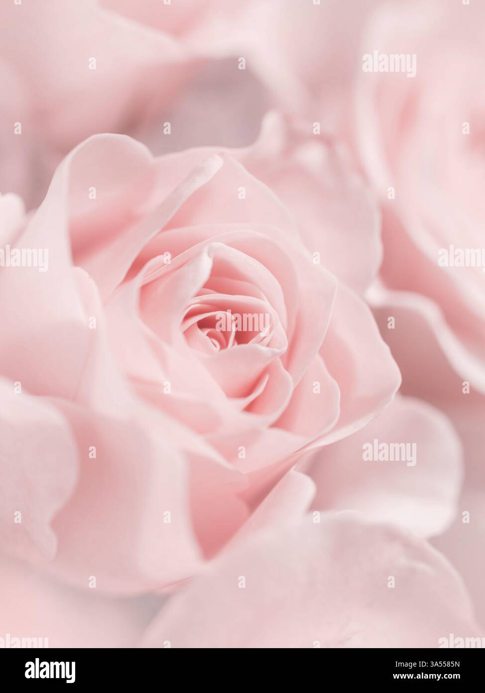 Rosa rosa tenue â€“ primo piano delicato Foto Stock