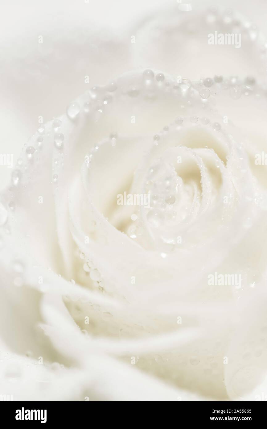 Rosa bianca con â rugiada€“ eleganza morbida Foto Stock