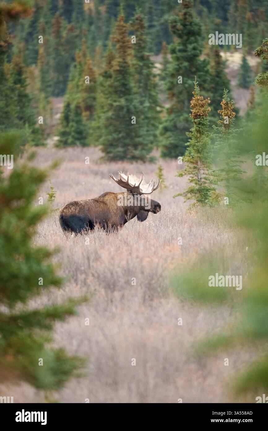 Large Bull Moose nella foresta boreale dell'Alaska Foto Stock