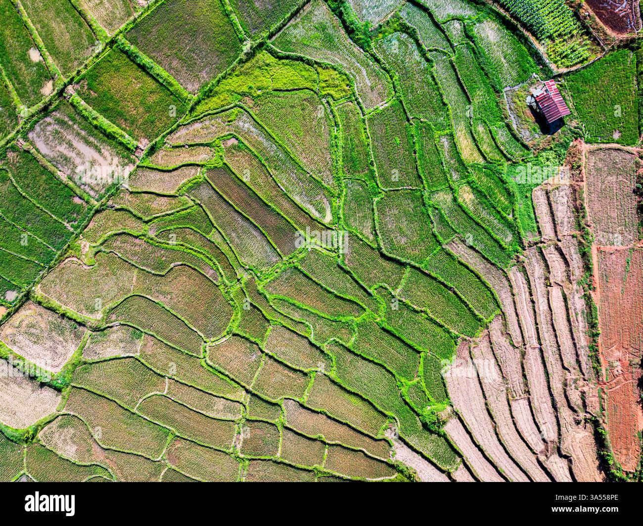 Vista aerea delle risaie, Thailandia Foto Stock