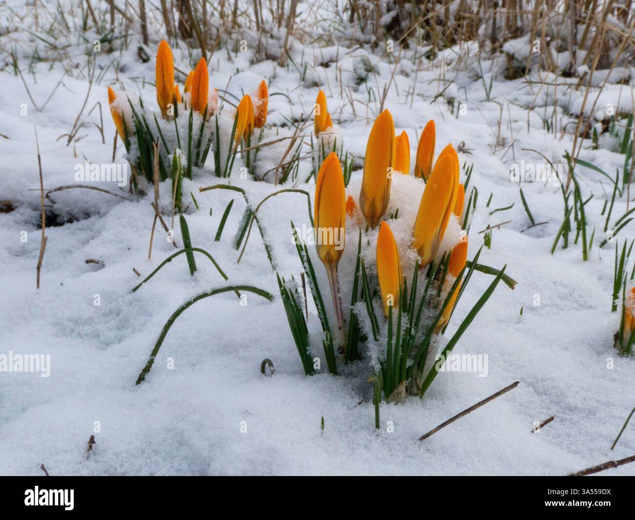 Fiori di croco arancio brillante che fioriscono tra la neve nel primo Sprin Foto Stock