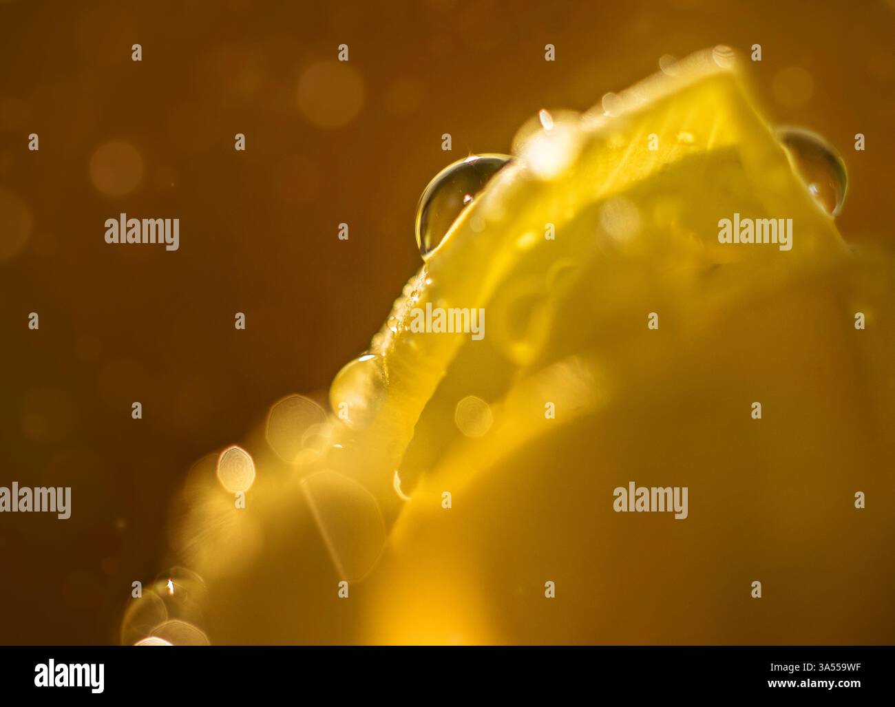 Da vicino gocce d'acqua su petali di tulipani gialli Foto Stock