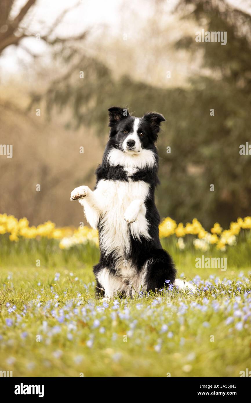 Collie bordo adulto Foto Stock