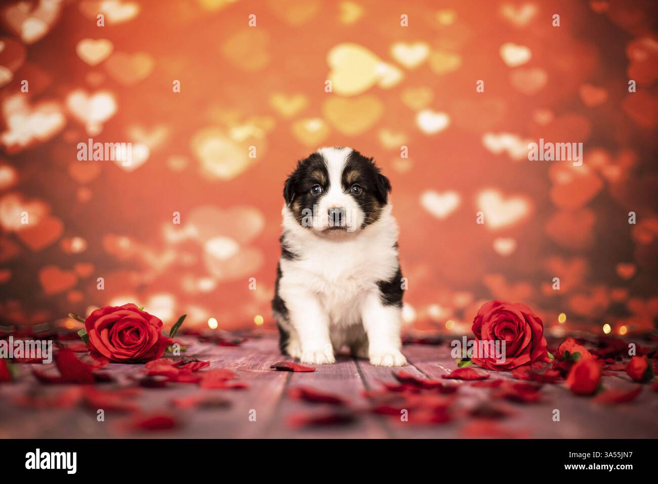 Pastore australiano cucciolo Foto Stock