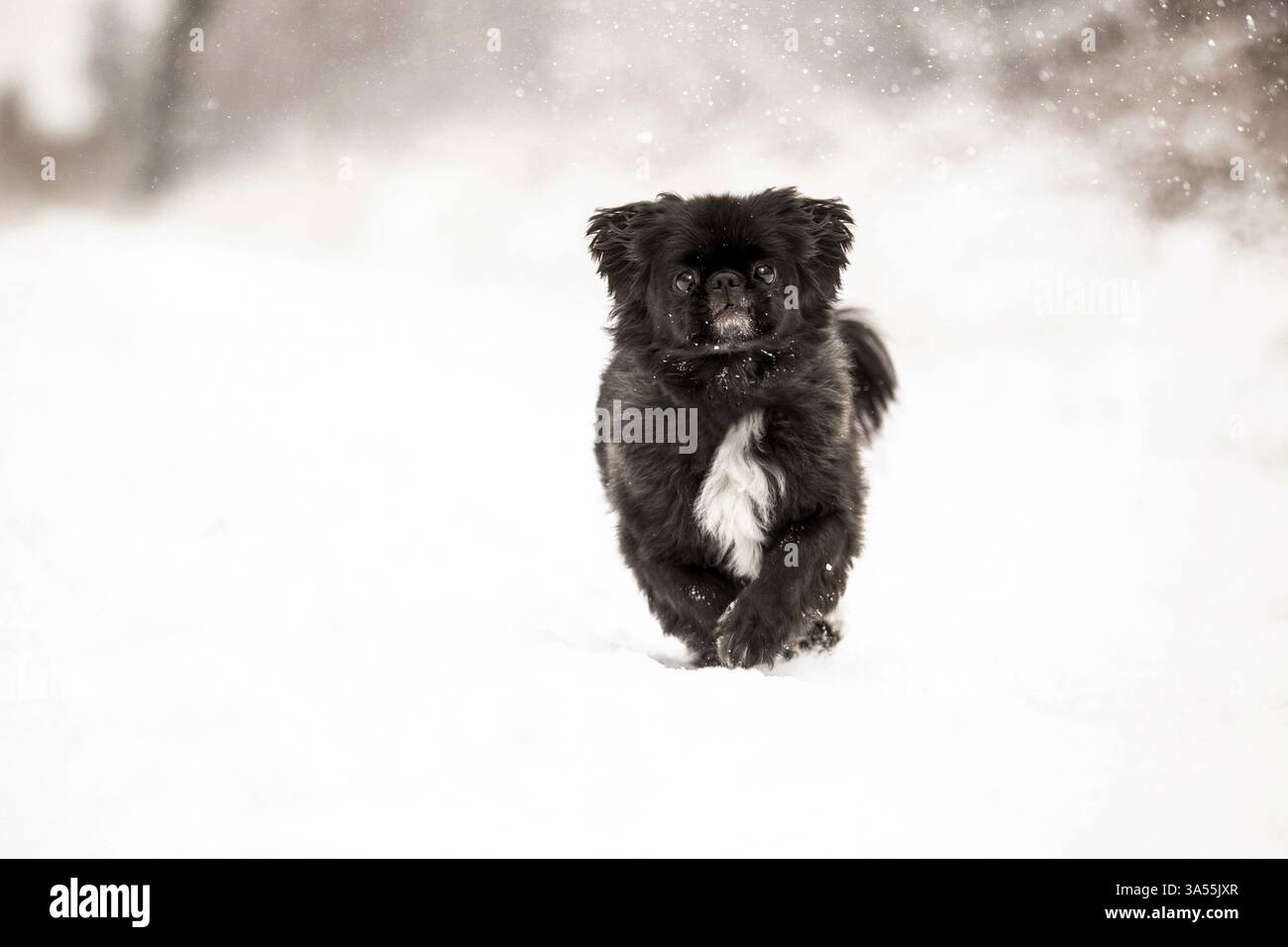 Pekinese in inverno Foto Stock